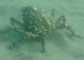   Spotted this guy Marine Room just north La Jolla Cove San Diego CA. CA  